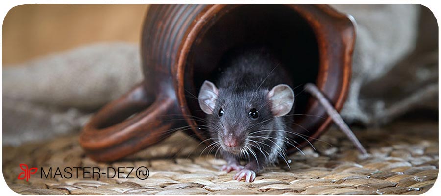 Как эффективно избавиться от мышей