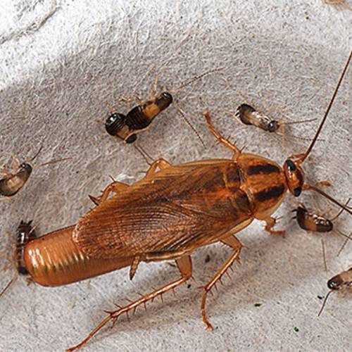 Распространённые в России виды тараканов и способы их размножения