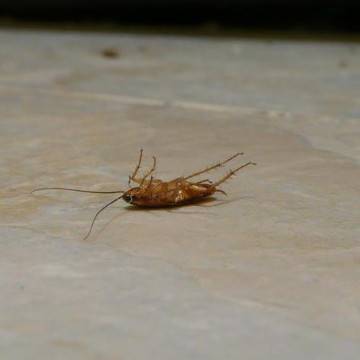 Откуда появляются тараканы в доме и что делать с ними?