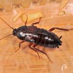 Виды тараканов и способы их размножения