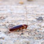Тараканы в доме: причины, методы борьбы