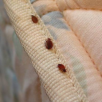 Коричневые жуки — маленькие незваные гости дома