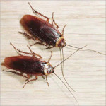 Маленькие насекомые в квартире: выявление, уничтожение, защита жилья
