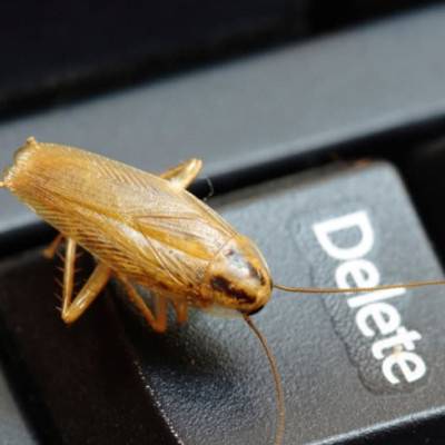 Тараканы в офисе: комплексные меры по уничтожению
