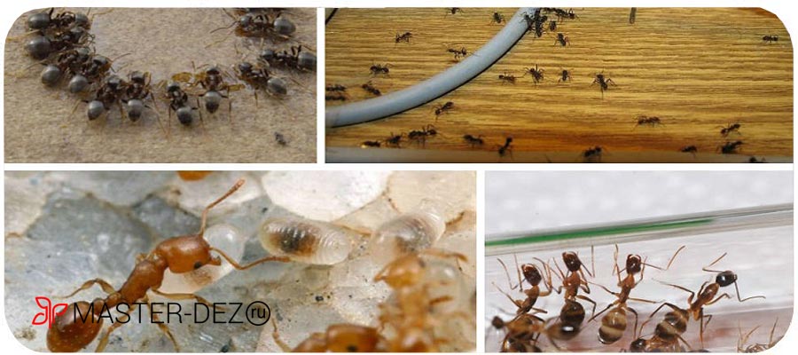 Качественная борьба с муравьями в доме