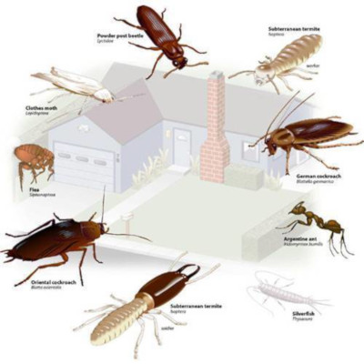 Обработка от всех видов насекомых