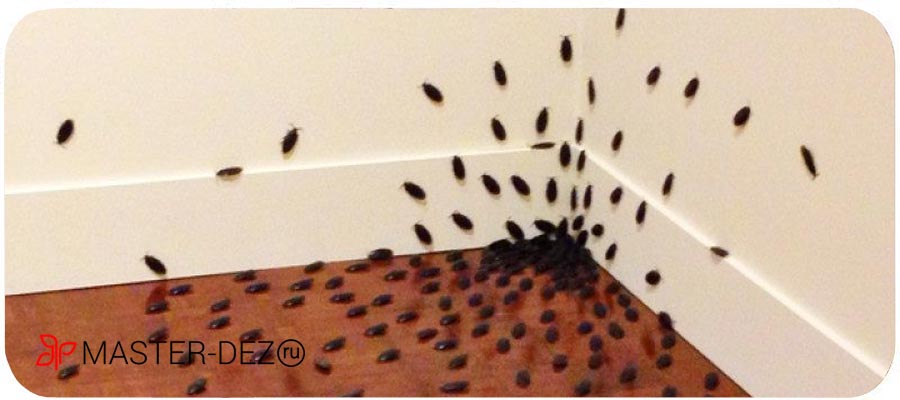 Уничтожить тараканов в квартире на длительный срок