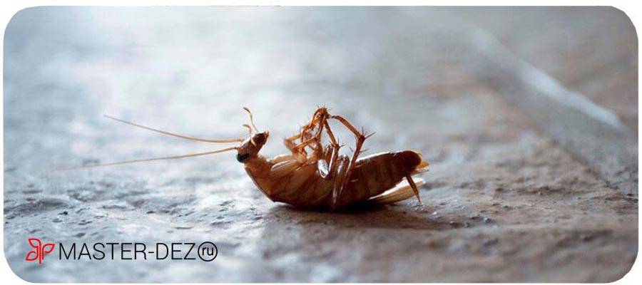 Как потравить тараканов в квартире