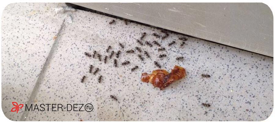 Как избавиться от домашних муравьев в Москве