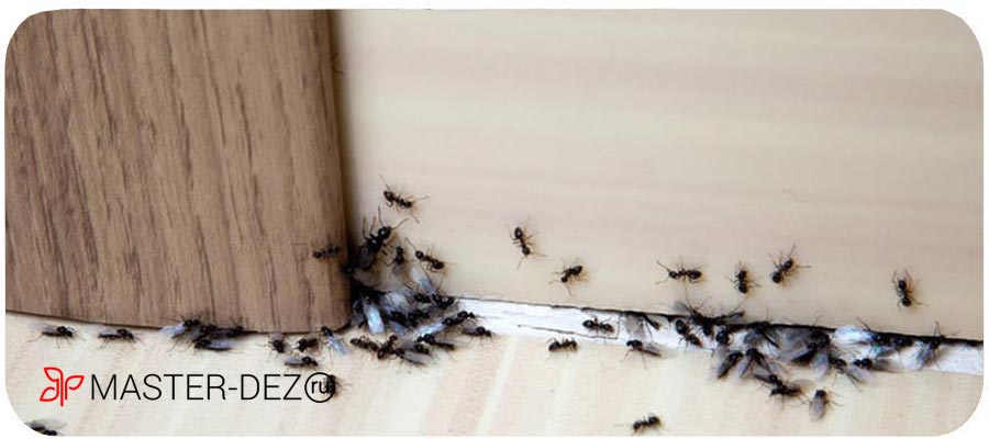 Быстро избавиться от домашних муравьев