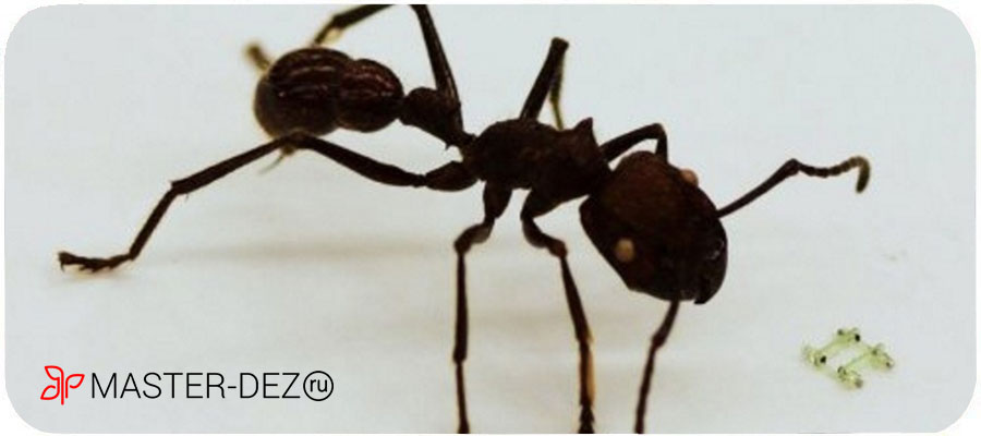 Как избавиться от мелких муравьев
