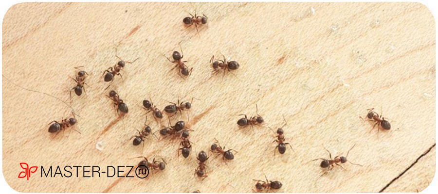Быстро избавиться от мелких муравьев
