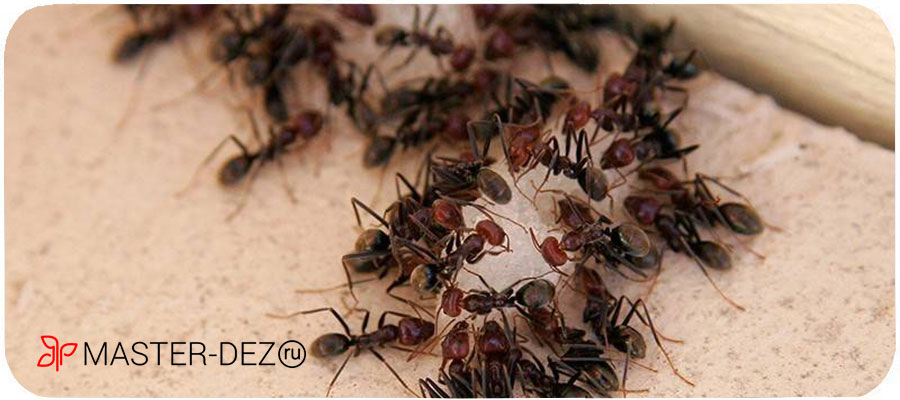 Обработка от мелких муравьев в квартире