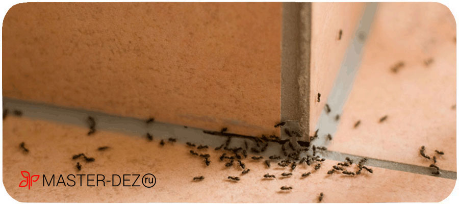 Избавиться от мелких муравьев в Москве и области