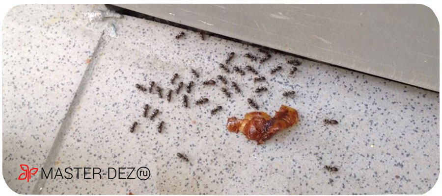 Быстро и качественно избавиться от муравьев