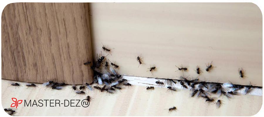 Избавляем от муравьев в доме