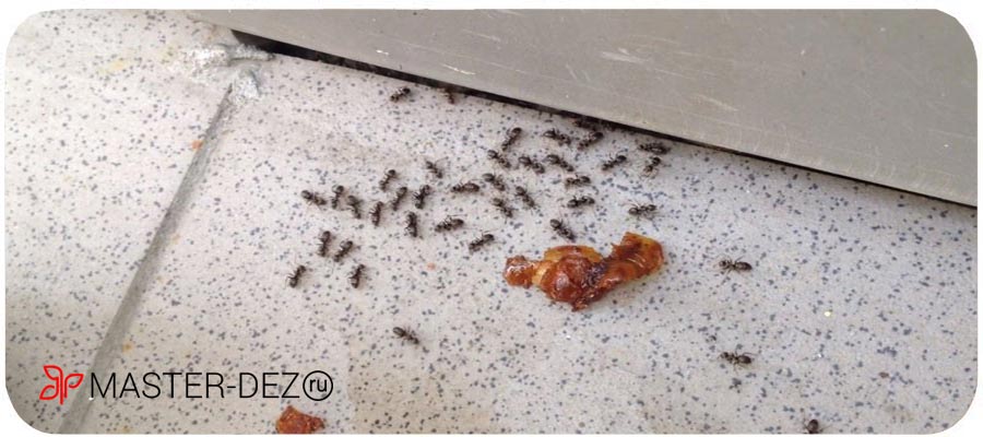 Как избавиться от муравьев в доме навсегда в Москве