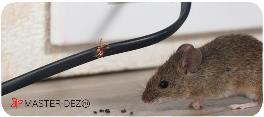 Как избавиться от мышей в доме навсегда