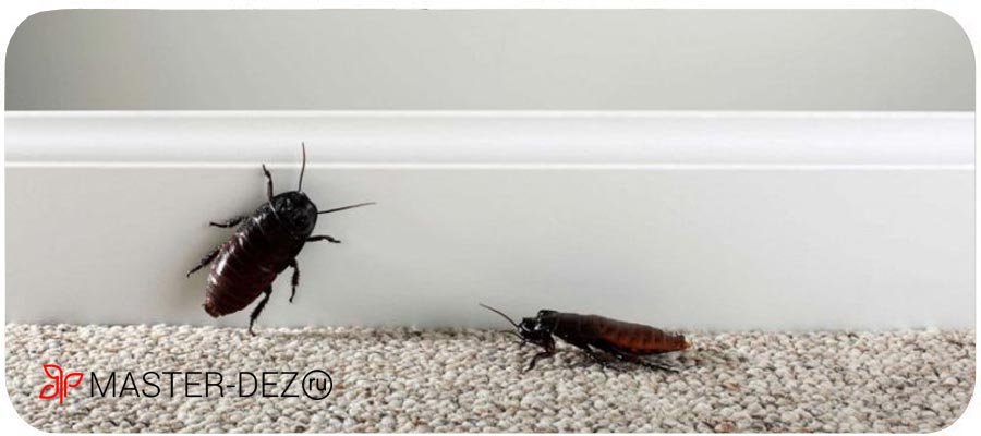 Как уничтожить насекомых в квартире