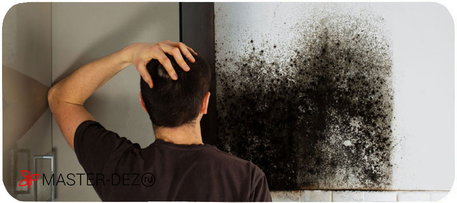 Как избавиться от плесени на стенах в квартире?