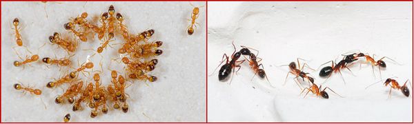 Как избавится от домашних муравьев 