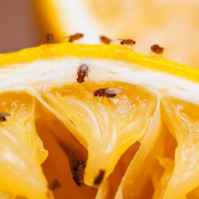 Личинки приносятся вместе с фруктами