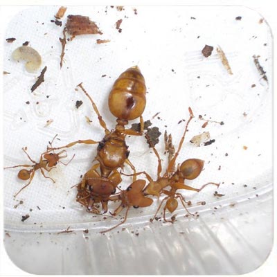 Как навсегда избавиться от муравьев в квартире