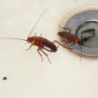 Тараканы в раковине, как их вывести?