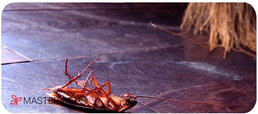 Травить тараканов в доме